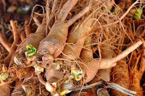 Hem Amerikan Panax Quinquefolius hem Asya hem de Kore Panax ginseng ginseng bitkisi aşağı yukarı aynı kimyasal özellikleri paylaşmaktadır