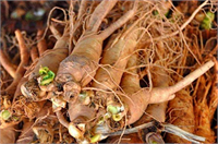 Hem Amerikan Panax Quinquefolius hem Asya hem de Kore Panax ginseng ginseng bitkisi aşağı yukarı aynı kimyasal özellikleri paylaşmaktadır