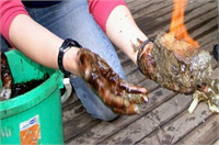 Gaz hidratların fiziksel özelliklerine de değinen Çifçi 1 metreküp gaz hidtrattan 164 metreküp metan gazı elde edildiğini ve verimin mevcut doğalgaz ve petrole göre oldukça yüksek olduğuna işaret etti Çifçi sözlerini şöyle tamamladı