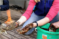 Ekonomik ve hatta çevresel anlamda çok sayıda çalışmalar yapılmasına karşın Türkiye de gaz hidratlar üzerine çalışan araştırmacı sayısının son derece az olduğunu ifade eden Çifçi Türkiye de konu ile ilgili ilk çalışmaların ise 2000 li yılların başında Karadeniz deki gaz hidrat oluşumlarını ele alan bir TÜBİTAK projesi olduğunu söyledi