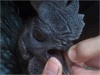 KARANLIĞIN GÜCÜ Cemanilerin simsiyah bir görüntüye sahip olmaları hatta kesildiklerinde etleri kemikleri hatta iç organları bile siyah olması Endonezya da karanlığa geçiş ya da karanlığın gücü temaları ile bağdaştırılıp bu hayvanların özel kılınmasını sağlıyor