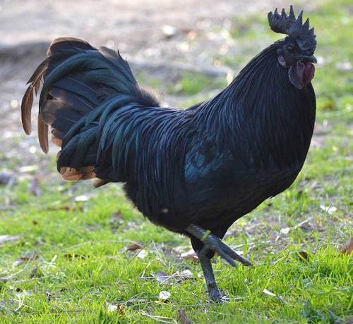 TÜRKİYE DEKİ TABLO Türkiye de ki şu anda sayıları çok az Cemani adı altında piyasada satılan hayvanların çoğu sahte