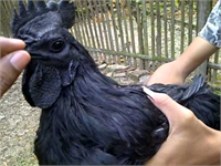 Geçtiğimiz yıllarda Amerikalı bir çiftçinin ülkede kurduğu Cemani çiftliğinde 100 dolar kapora para ile rezervasyon usülü Cemanileri 3000 5000 dolar ile satışa sunuldu