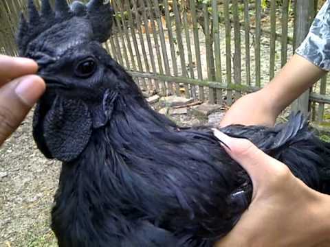Geçtiğimiz yıllarda Amerikalı bir çiftçinin ülkede kurduğu Cemani çiftliğinde 100 dolar kapora para ile rezervasyon usülü Cemanileri 3000 5000 dolar ile satışa sunuldu