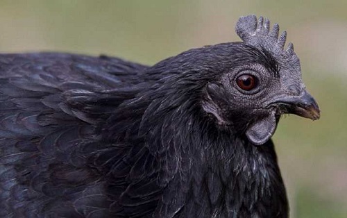 Şu anda Avrupa da sayıları çok az olan Ayam Cemani tavuklarının yüzde 80 e yakını Jan Steverink in çıkartmayı başardığı o 2 tavuk ve 1 horozdan geliyor
