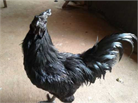 Endonezyalılar bu hayvanları adak olarak kullanması ise fiyatını ve değerini daha da arttırıyor