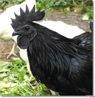 Evlenecek olanlar yeni ev sahipleri çocuğu olan insanlar ya da çocuk sahibi olmayı isteyenler büyük acı ve fel ket yaşayan insanlar Cemanilerin karanlık ve gizli güçlerine inandıkları için bu hayvanı kurban ediyor