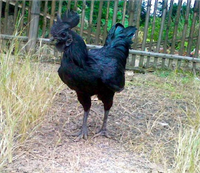 UYANIKLAR DEVREDE Cemanilerin bu kadar özel ve pahalı olmaları da bazı uyanıkların yeni ekmek kapısı olmuş