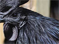 Çin ve İsveç siyah tavukları dış görünüşleri itibarıyla Ayam Cemanilere çok benzediği için insanlar Endonezyalı efsane tavuğu beslemeye başlamış