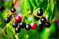 Aktarlardaki 38 Bitki Yasaklandı