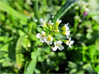 Bakanlık daha önce genelge yayımlayarak aktar vitrinlerine ürünlerin kullanılışına ilişkin etiket ilan ve benzeri yazılar asılmasını yasaklamıştı