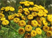 Adassoğanı diz ağrısına güzelavratotu baş ağrısına nane gribe adaçayı nezleye iyi gelir gibi ifadelerin kullanılmasına da yasak getirilmiş