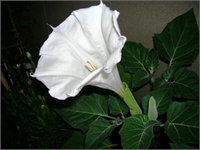 38 ürün arasında iltihaplı bölgeleri iyileştirdiği iddia edilen adasoğanı ağrı kesici özelliği olduğu belirtilen güzelavratotu ve romatizma ağrılarını durdurduğu ifade edilen hintyağı da yer aldı