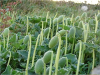 Cirtatan Eşek Hıyarı