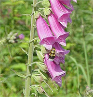 Bu ürünlerin bilinçsiz kullanımı sonrasında damar tıkanmasına zehirlenmeye ve hatta ölüme yol açtığı vurgulandı