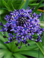 aktarlarda bitkisel karışım yapılmasının da önüne geçilmişti