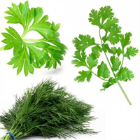 Bağışıklık sistemini güçlendirir Maydanoz içerdiği esansiyel yağlar aracılığı ile kalıcı iltihaplara karşı etkilidir İltihaptan kaynaklanan hastalıklara yakalanma oranını düşürür ve bağışıklık sitemini genel anlamda korur