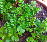 Bunun yanında bu iki mucizevi besin sayısız faydasıyla da insan sağlığına katkı sunuyor