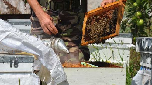 Fakat bu eşek arıları çevrede bulunan arı kolonilerimize saldırarak ciddi zarar veriyor Bunun önüne geçmemiz lazım Bizim arılarımızın kafalarını kopararak yiyorlar Üretimimiz büyük ölçüde sekteye uğruyor Orhaneli bölgesi arıcılık ve arı ürünleri bakımından yüksek kalitede verim aldığımız bölgedir Dünyaca ünlü apiterapistler bu bölgeye rağbet gösteriyor Arılar tüm insanlığın devam etmesi için olmazsa olmazlarımızdan olduğundan dolayı onları bir şekilde katil arılardan korumamız gereklidir dedi