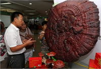 Japonlar ölümsüzlük anlamına gelen ve insan ömrünü 120 yaşına kadar uzattığına inandıkları Reishi mantarını en çok tüketen ülke