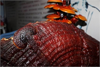 İçerdiği yüksek miktarda antioksidan sebebi ile hemen kullanılmazsa yaklaşık bir buçuk saat içinde özelliğini büyük ölçüde yitiriyor