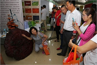 Ölümsüzlük mantarı olarak da bilinen kırmızı reishi mantarı geleneksel Çin ve Japon tıbbında binlerce yıldır kullanılıyor