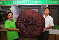 Reishi mantarı yumuşak altı odacıksız belirgin bir sapı olmayan yumuşak düz ve kırmızı cilalı bir şapkaya sahip olan bir mantar türü