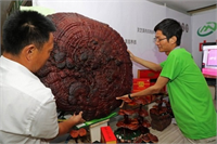 Yenilebilir bir mantar değil sıvı olarak özünün tüketiliyor Genellikle meşe ve erik ağacı kütüklerinin üzerlerinde yaklaşık 9 aylık gibi bir sürede yetiştiriliyor