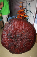 Çin de üretilen ve 1 1 metrelik boyutuyla bir şemsiyeyi andıran dev Reishi mantarı görenleri şaşkına çeviriyor