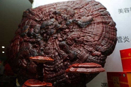 İçine reishi ekstresi eklenen su bir çaydanlıkta yaklaşık 2 saat kadar kaynatılıyor ve hemen kullanılır