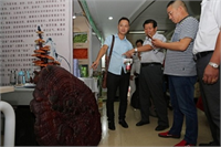 Yaşına göre alt kısmı kahverenginin çeşitli tonlarında olan ve tahta gibi sert bu mantar türünün tadı acı buruk olduğundan genellikle taze veya kurutulmuş olarak ince toz haline getirilip suda çözdürülerek kullanılıyor