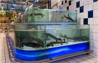 Balık bölümünde ise birbirinden değişik balık çeşitleri böyle akvaryumda satışa sunuluyor