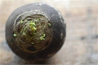 Alerjiyi İyileştirir ağrı keser