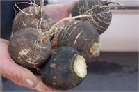 Öksürüğe karşı tam bir şifa kaynağı olduğunu belirten uzmanlar bal ile kara turpun mucizevi karışımının tarifini verdi