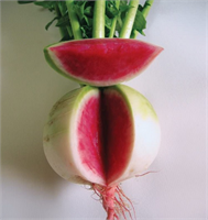 Kırmızı turpun sağlık açısından faydaları şu şekilde sıralayabilirz