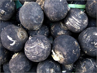 Sindirim sistemi sağlığını korumaya yardımcı olan siyah turp mide toksinlerini temizler