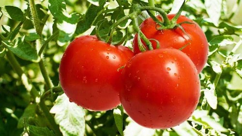5 Bir bahçe oluşturun Küçük bir bütçe ile kendi meyvenizi ve sebzenizi yetiştirebilir gıdaları sağlıklı ve mevsiminde tüketebilirsiniz