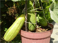 En azından balkonunuzdaki birkaç saksıya salatalık malzeme ekebilirsiniz