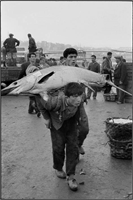 balıkçıların Balık az ablam bu sene ondan pahalı diye dert yandığı şu günlerin aksine