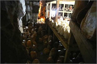 Meralarda doğal ortamda yayılan koyunlardan sağılan sütün kaynatılıp mayalanmasından sonra peynir haline getirildiğini ifade eden Kütahyalı şöyle devam etti