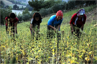 Kıraç arazilerden sofralara gelen lezzet Tahin