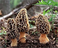 B1 B2 ve C vitaminleri ile kalsiyum sodyum ve potasyum gibi mineraller iç eren Kuzu göbeği mantarının faydalarına dikkat çeken Dr Ömer Coşkun şöyle devam etti