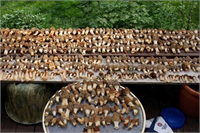 Dünyaca tanınan ve ekonomik değeri olan Kuzu göbeği mantarını ne yazık ki halkımız yeterince tanımamakta ve bu bitkinin sağladığı faydalardan yararlanamamaktadır Bu değerli gıda kaynağının kendi ülkemiz insanları tarafından da tanınması kolay ulaşılabilir olması halk sağlığı açısından büyük avantajlar sağlayacaktır