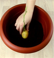 Patates başka bir bitkiyi yetiştirmek için kullanılıyor