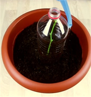 İşte patates ile çiçek fideleme tekniği