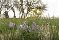 Safran Yetiştiriciliği