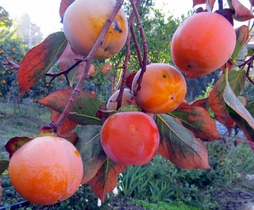 Ayrıca bu şifalı meyve çok çeşitli vitaminler ile vücudun vitamin ihtiyacını karşılar İçerdiği vitaminler sayesinde hastalıkların önlenmesine yardım eder Ateş düşürmeye yardım eder Yüksek ateşten korunmak için tüketilebilir