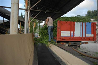 Erdoğan bölgede yılda en fazla bir ton beyaz çay üretilebileceğini bu yıl ise yaklaşık 600 kilogram ürün elde edilebildiğini yineleyerek üretimin artması için kalıcı çalışmalar yapılması gerektiğini kaydetti