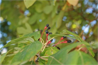 Sassafras Yukarıdaki resimde de gördüğünüz gibi bu ağacın yaprakları ve ucundaki çiçekleri baharat olarak kullanılır Baharat olarak kullanılmasında sorun yok Ancak sorun bu ağacın köklerinden elde edilen yağın bazı içecekleri tatlandırmak amacıyla kullanılmasında İşte içeceklerde tatlandırıcı olarak kullanılan bu madde özellikle akciğer kanserine neden olduğu için Amerika da kullanımı yasaklandı