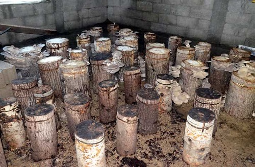 Zonguldak ta merkeze bağlı Alancık köyünde ikamet eden 58 yaşındaki Nail Keserci farklı bir alanda yatırım yapmak için arayışa girince sosyal medyada istiridye mantarının üretimi konusundaki bir görüntü ile karşılaştı Bu konuda araştırmalar yapan Keserci istiridye mantarını evinin bodrumunda üretmeye karar verdi